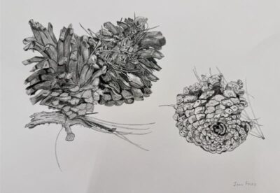 Botanical Painting & Drawing