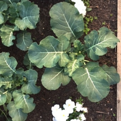 Community Garden Surrey Hills