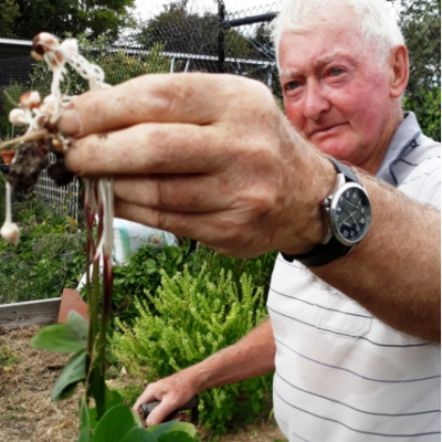 Community Garden Surrey Hills