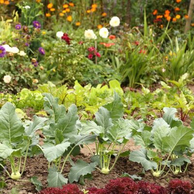 Getting Started with Organic Gardening